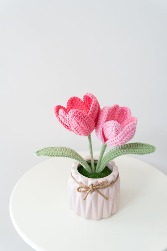 Twin Tulips💐雙頭鬱金香小盆栽
