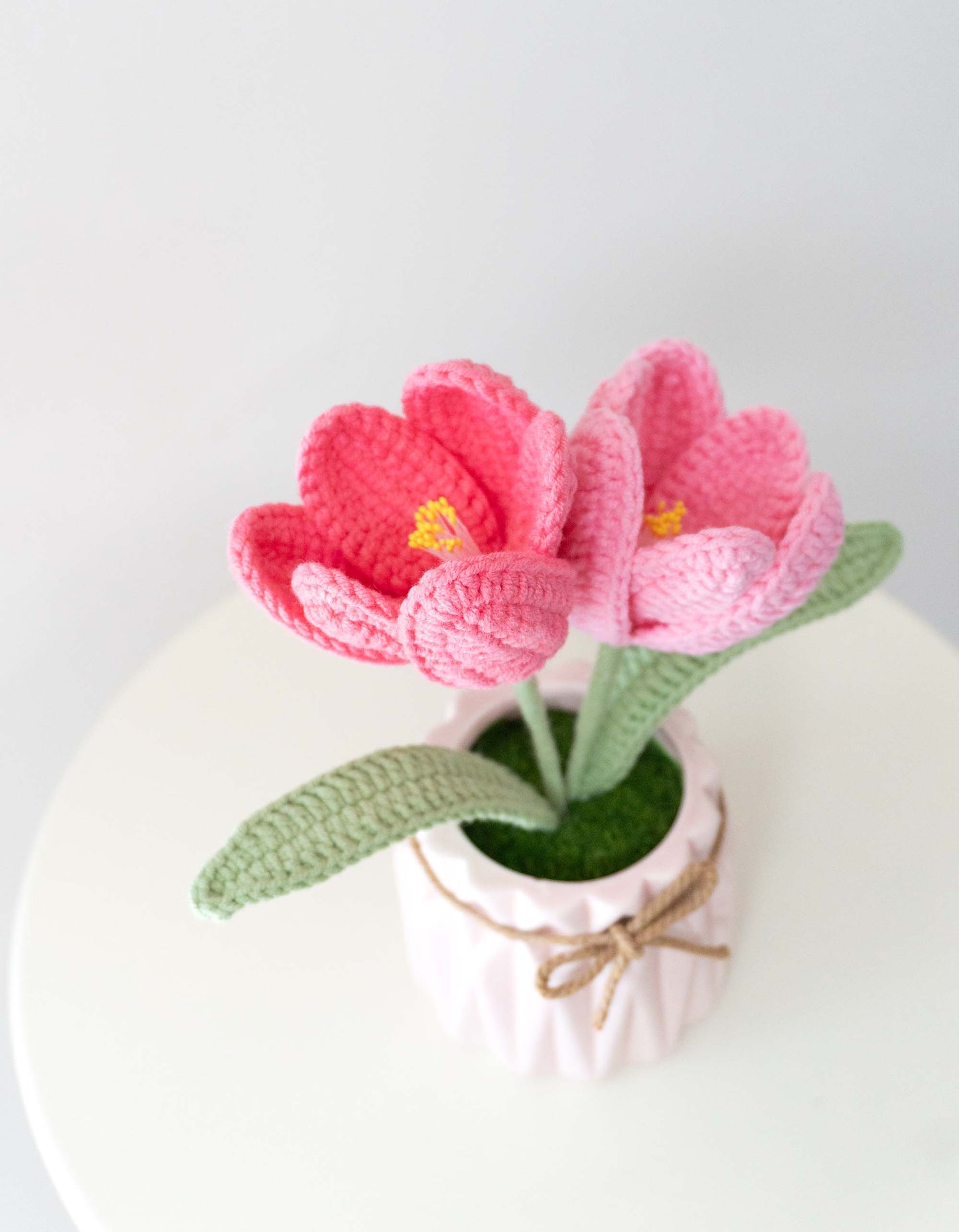 Twin Tulips💐Double-headed tulip small potted plant